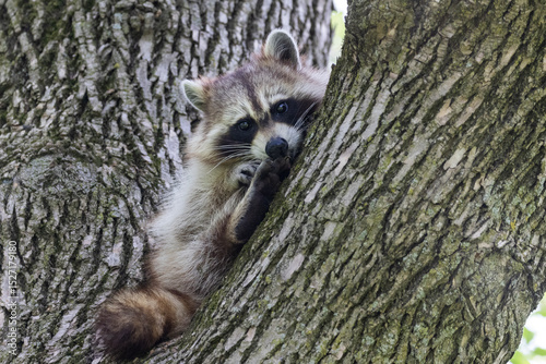 Procyon lotor, sometimes called the North American, northern or common raccoon