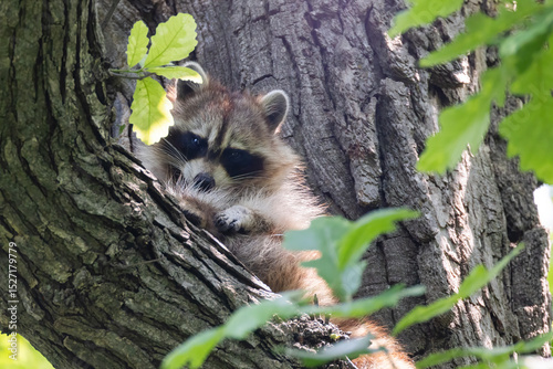 Procyon lotor, sometimes called the North American, northern or common raccoon