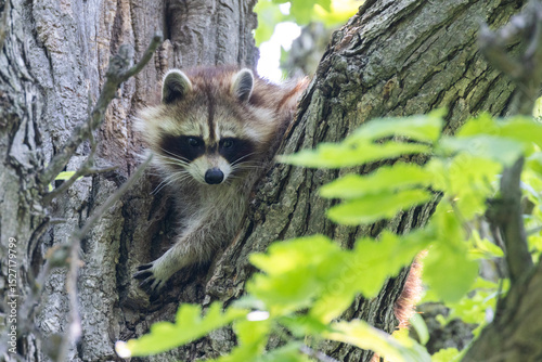 Procyon lotor, sometimes called the North American, northern or common raccoon