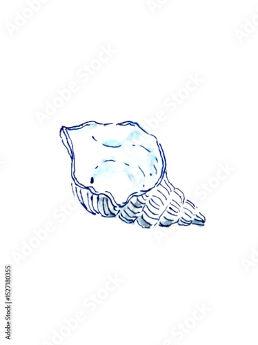 blue white sea shell on white background