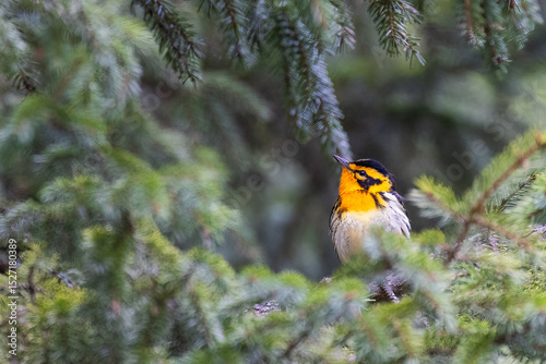 Male Blackburnian warbler (Setophaga fusca) in spring