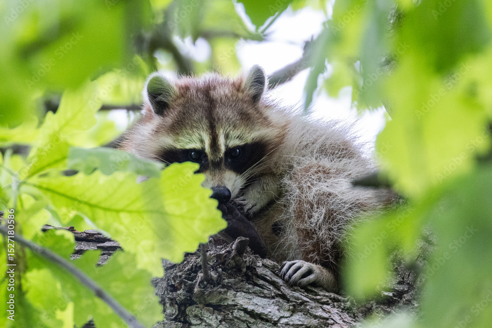 Obraz premium Procyon lotor, sometimes called the North American, northern or common raccoon