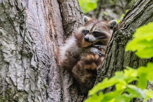 Procyon lotor, sometimes called the North American, northern or common raccoon