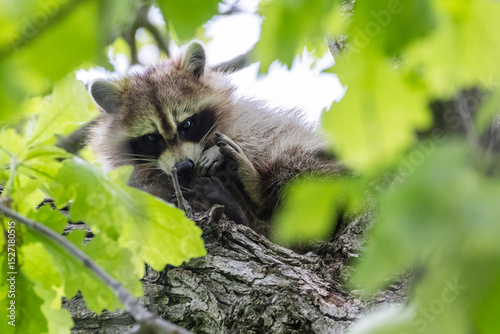 Procyon lotor, sometimes called the North American, northern or common raccoon
