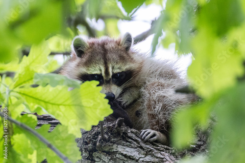 Procyon lotor, sometimes called the North American, northern or common raccoon