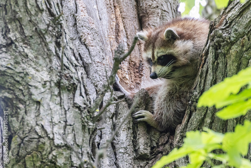 Procyon lotor, sometimes called the North American, northern or common raccoon
