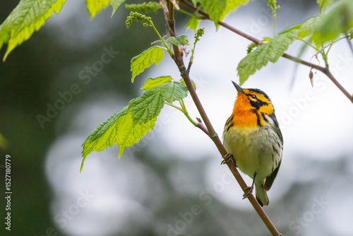 Male Blackburnian warbler (Setophaga fusca) in spring