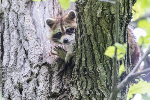 Procyon lotor, sometimes called the North American, northern or common raccoon