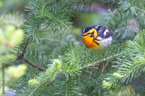 Male Blackburnian warbler (Setophaga fusca) in spring