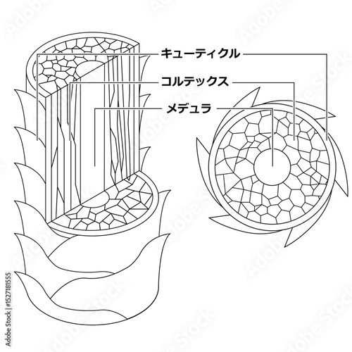 髪の毛の断面(白黒）