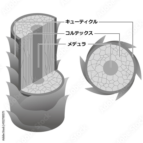 髪の毛の断面(グレースケール）
