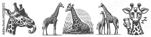 Vintage Hand-Drawn Giraffe and Cub Drinking Coffee Illustration, Wildlife Animal Engraved Style Vector for T-Shirts and Family Café Themes Design