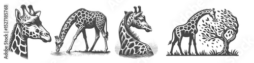 Vintage Hand-Drawn Giraffe Eating Tree Illustration, Wildlife Animal Engraved Style Vector for T-Shirts and Safari Themes Design
