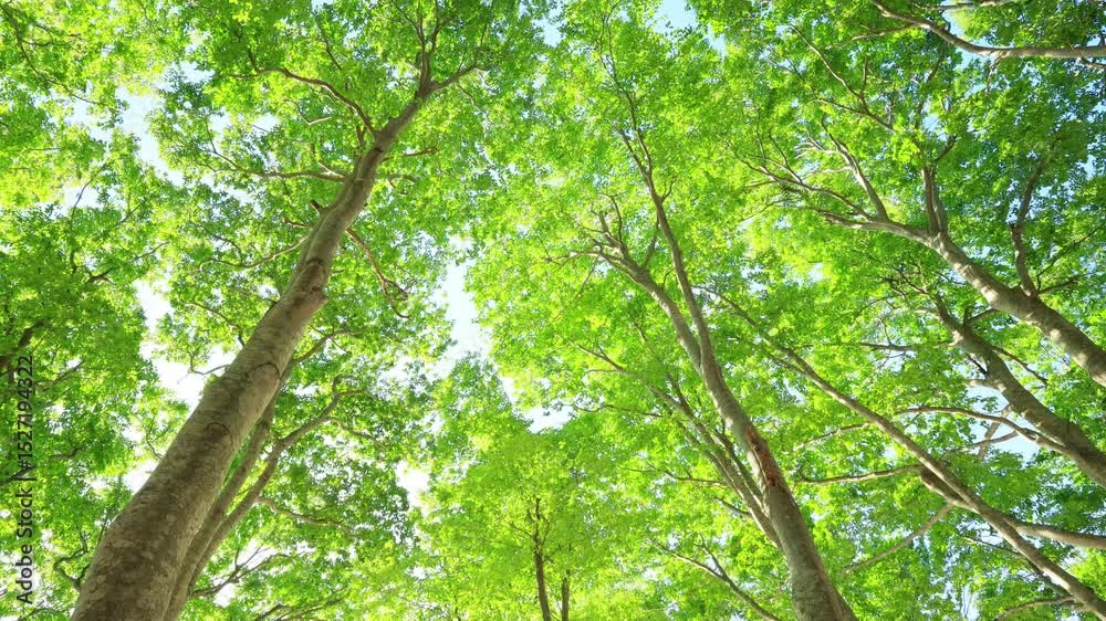 trees swaying in the wind and sunlight in the green forest trees swaying in the wind and sunlight in the green forest