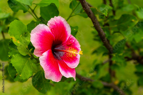 A pink and white hibiscus flower blooms among green leaves and a tree branch.