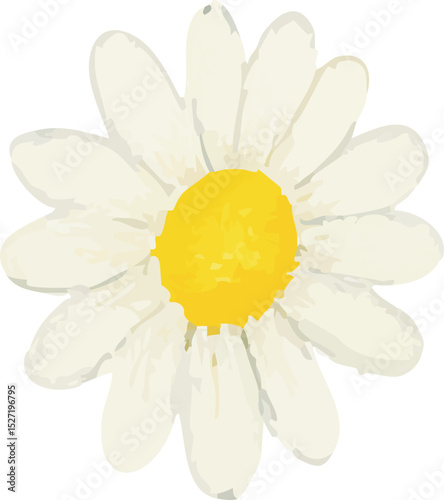 Watercolor Chamomile Flower Illustration on White Background | Generative AI