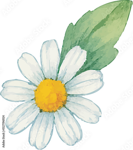 Watercolor Chamomile Flower Illustration on White Background | Generative AI