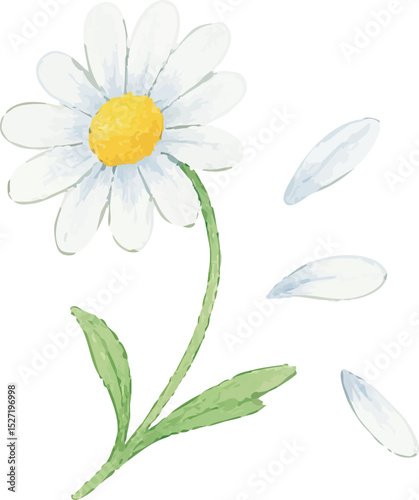 Watercolor Chamomile Flower Illustration on White Background | Generative AI