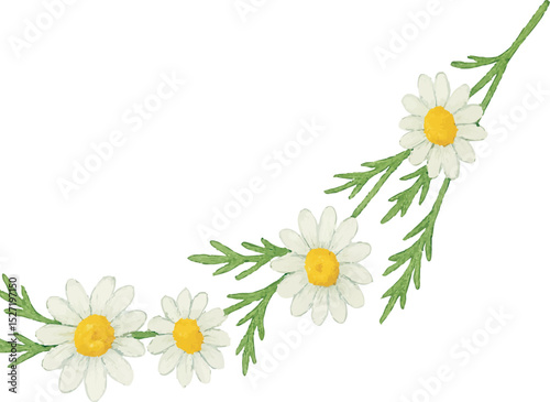 Watercolor Chamomile Flower Illustration on White Background | Generative AI