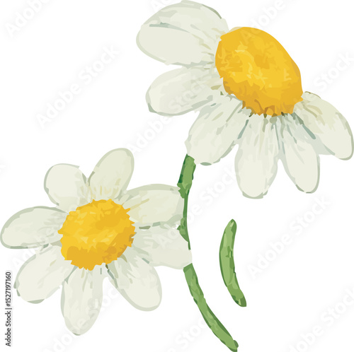 Watercolor Chamomile Flower Illustration on White Background | Generative AI