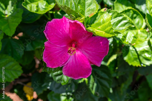 A vibrant pink hibiscus flower blooms amidst lush green leaves, showcasing nature's beauty.