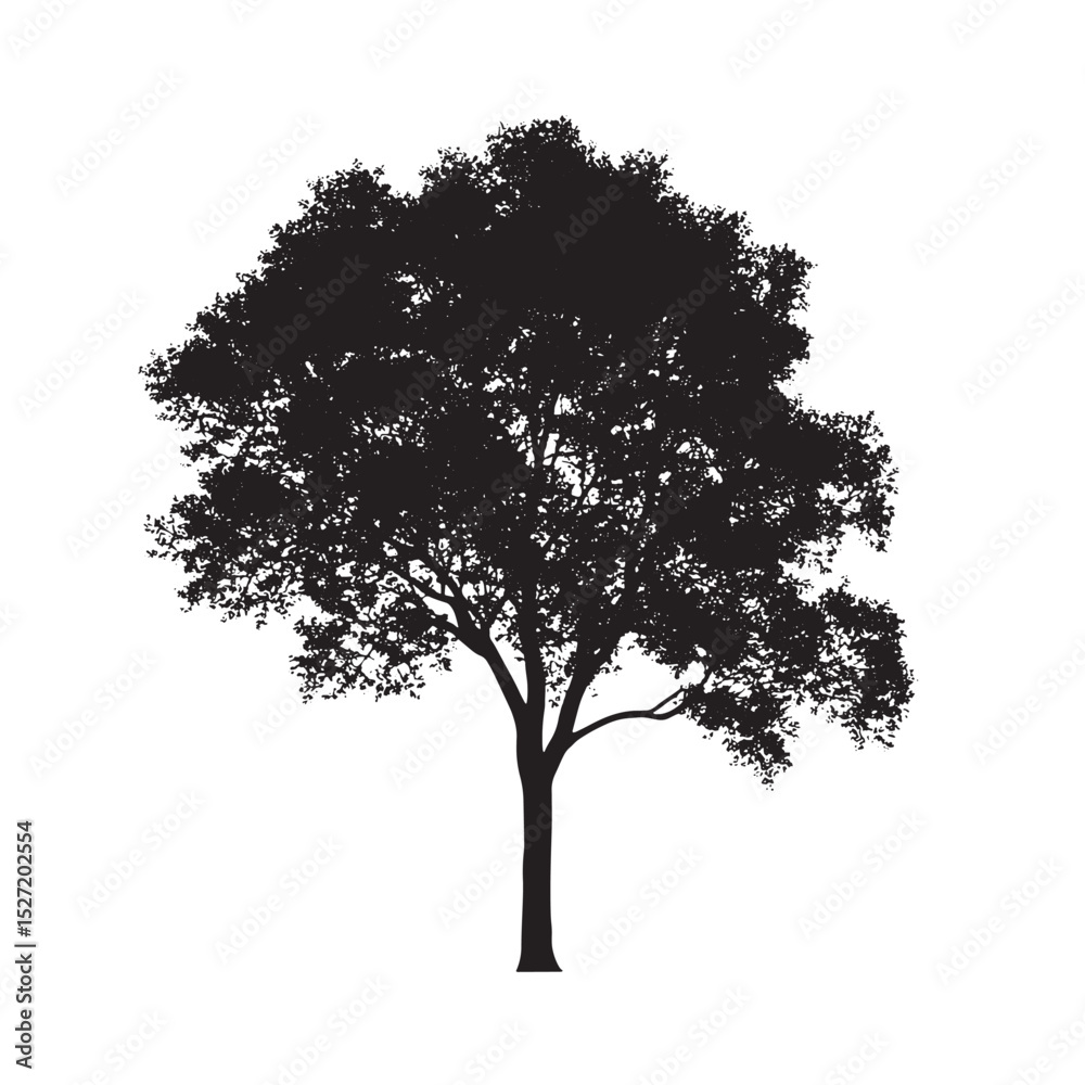 Fototapeta premium Natural Alder Tree Silhouette with Empty Backdrop