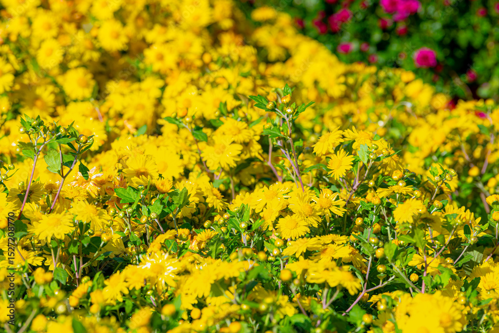 Fototapeta premium Yellow chrysanthemum flowers in a close up, spring concept