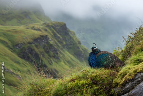 Majestic peacock resting on lush green grass against a misty mountainous backdrop, capturing the beauty of nature in a serene environment.