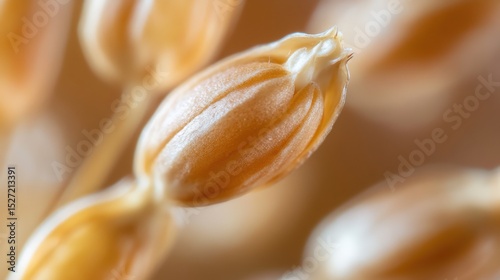 A close up of a wheat seed head in sunlight