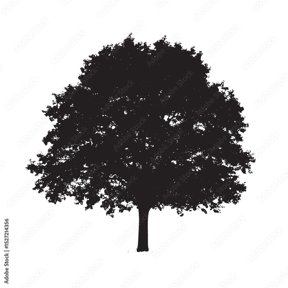 Fototapeta premium Dense Branch Alder Tree Silhouette