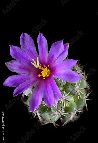 Large Purple cactus flower booming in plant pot on black background