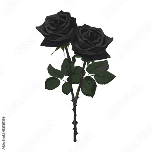 Black roses illustration flower style vector