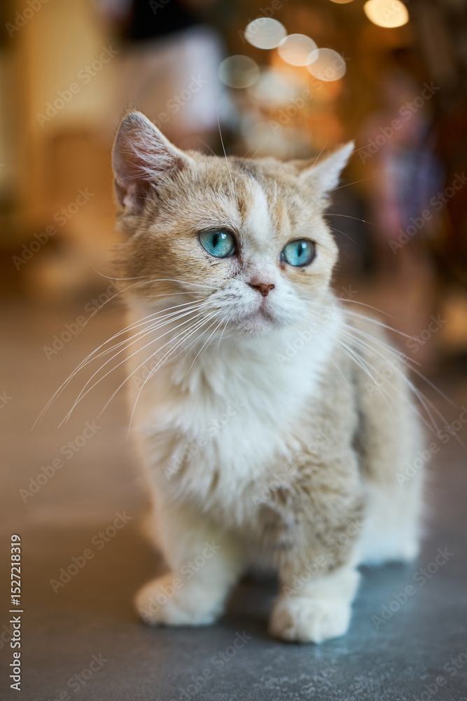 Fototapeta premium Close-up of a blue-eyes cat