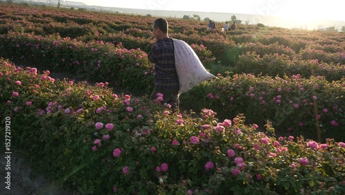 Photos Damask Rose cultivation and harvesting