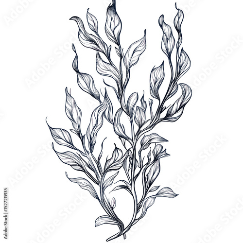 A sea weed drawing illustration sketch vector