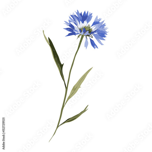 Cornflower illustration cornflower watercolor vector