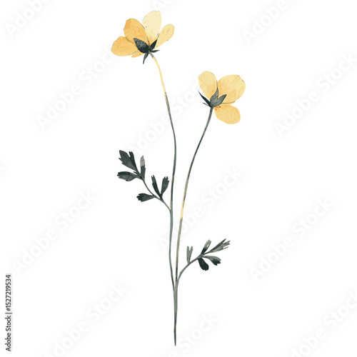 Buttercup flowers illustration watercolor vector