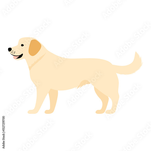Golden Retriever dog illustration retriever vector