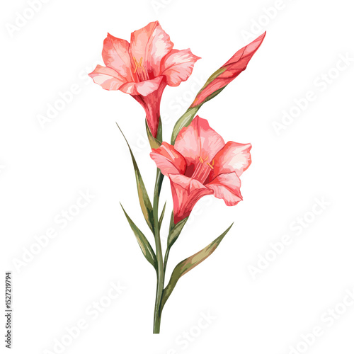 Gladiolus clip art gladiolus illustration flower vector