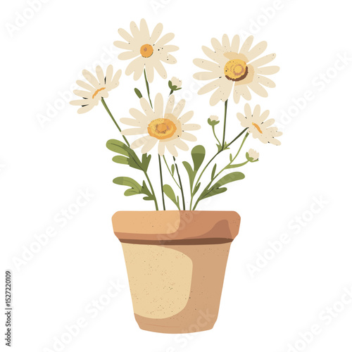 Daisy flowers pot illustration botanical vector