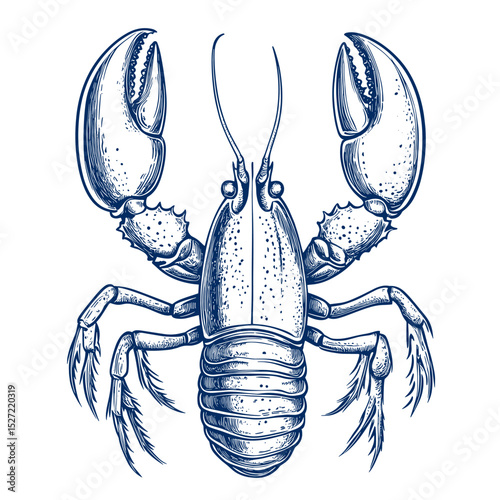 Seafood animal with lobster illustration drawing invertebrate vector