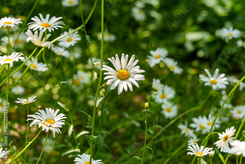 Fototapeta Naklejka Na Ścianę i Meble -  Close-up photo of white daisy flowers blooming in early summer