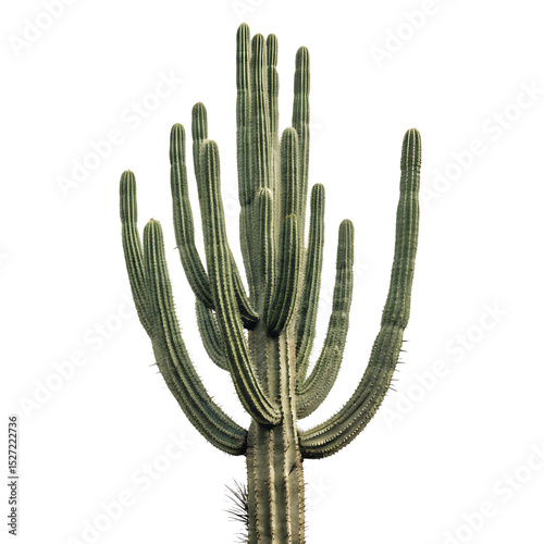 Tall saguaro cactus with many arms against a transparent background