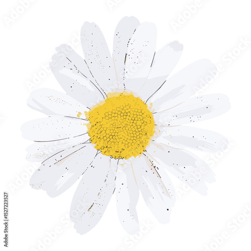 Oil pastel Chamomile flower illustration petals daisy white vector