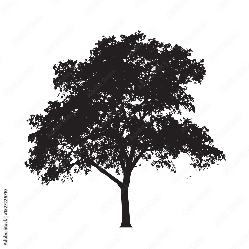 Fototapeta premium Leafless Alder Tree Silhouette Isolated Clipart