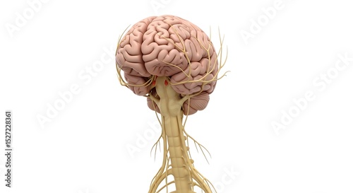 Human Brain Anatomy with Nerves and Spinal Cord