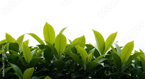 Lush green leaves reach towards a bright, white background.