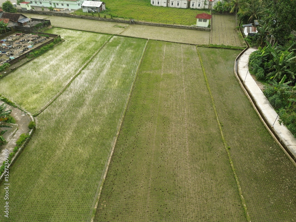 Fototapeta premium Rural Village Houses Surrounded by Lush Paddy Fields and Green Nature