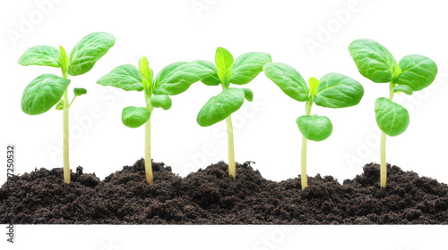 Growing plants in fertile soil with PNG transparent background