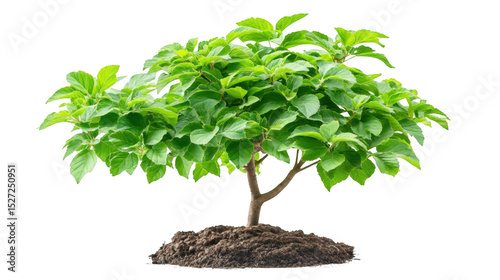 Young Tree with Green Leaves and PNG Transparent Background